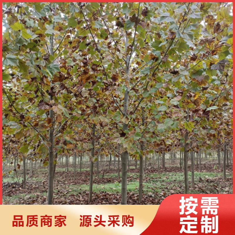 法桐規格_法桐規格有限公司
