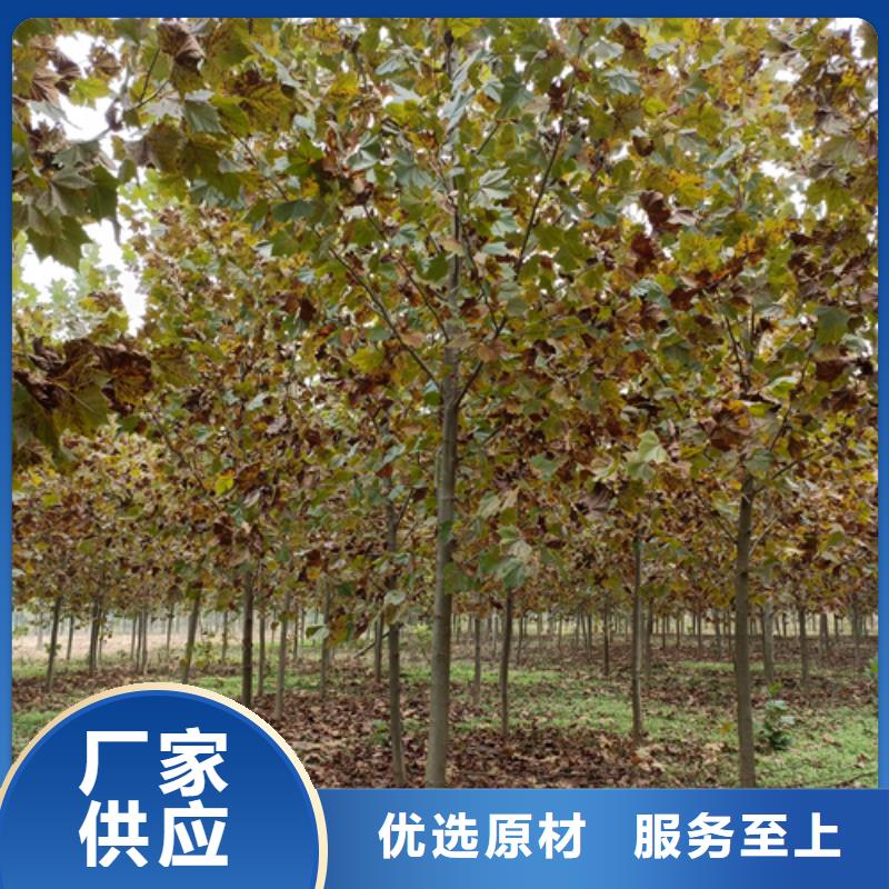 法桐-金葉槐品質可靠