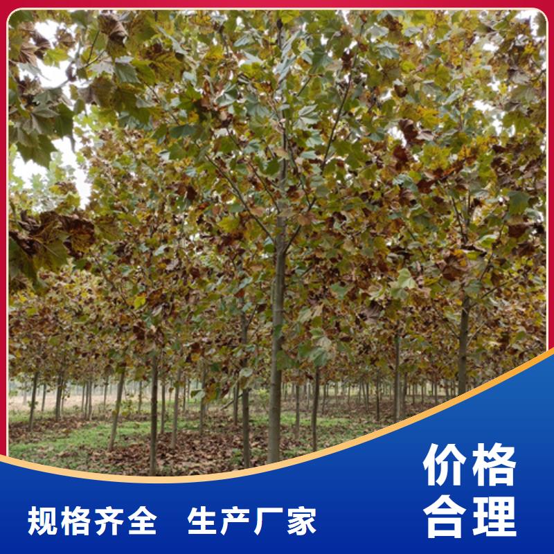 法桐公司發(fā)貨快