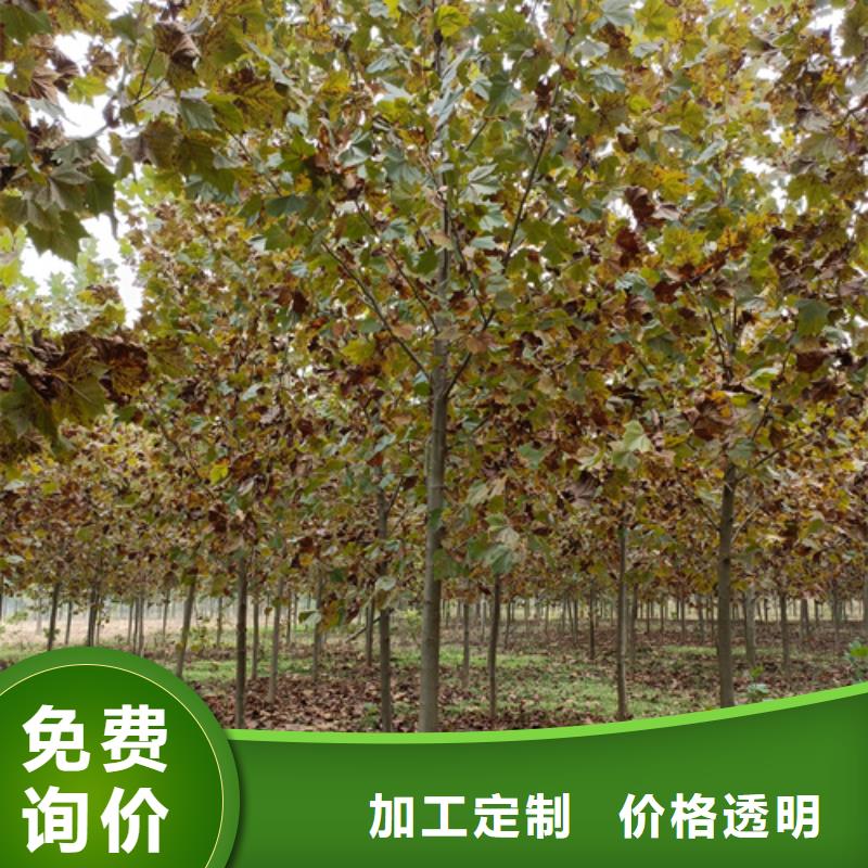 法桐小苗廠家現貨銷售