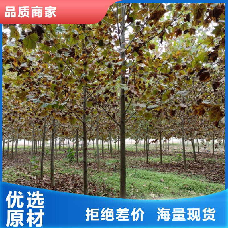 法桐小苗廠家供貨