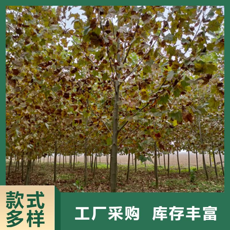 供應法桐廠家