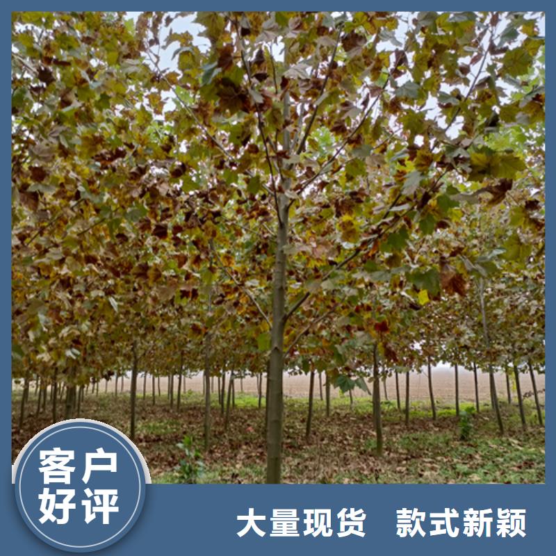法桐原生冠法桐自營(yíng)品質(zhì)有保障