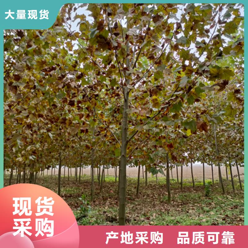 供應(yīng)速生法桐