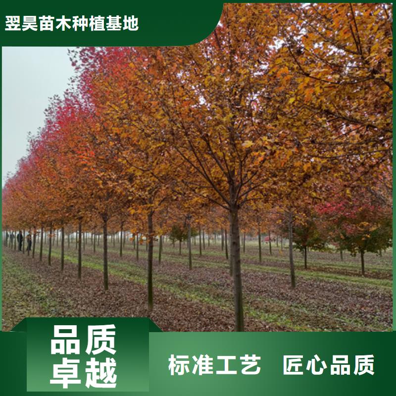 法桐炫麗海棠物美價優