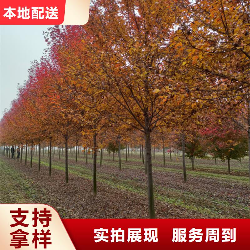 廠家直銷造型法桐廠家