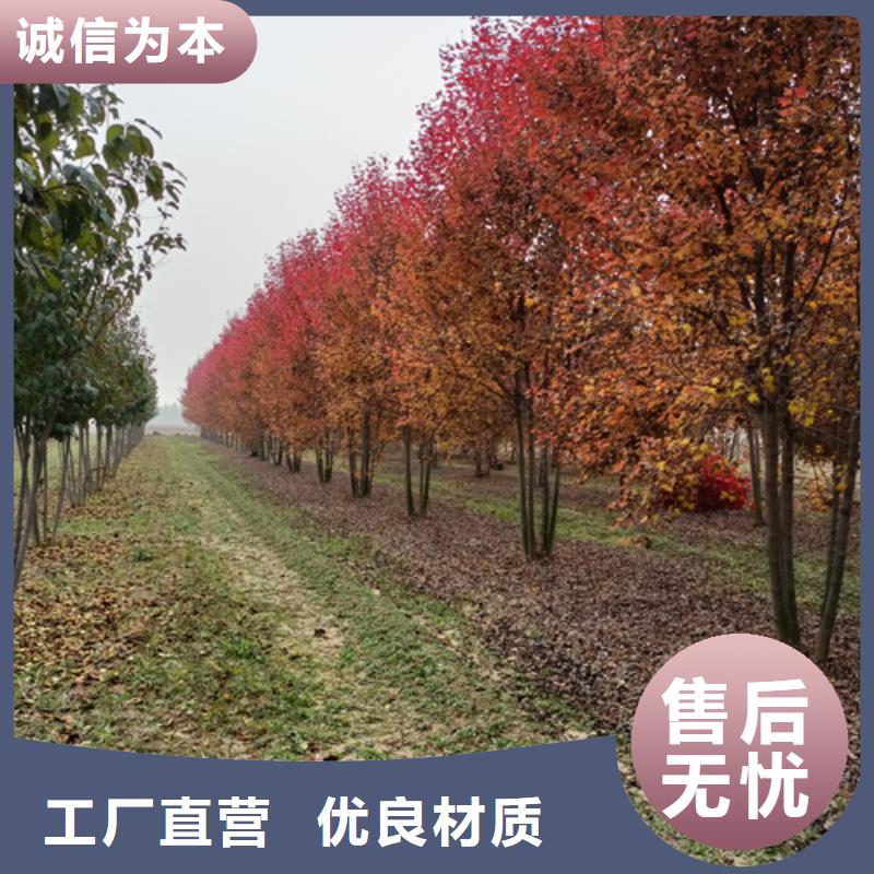 造型法桐放心選擇苗木基地