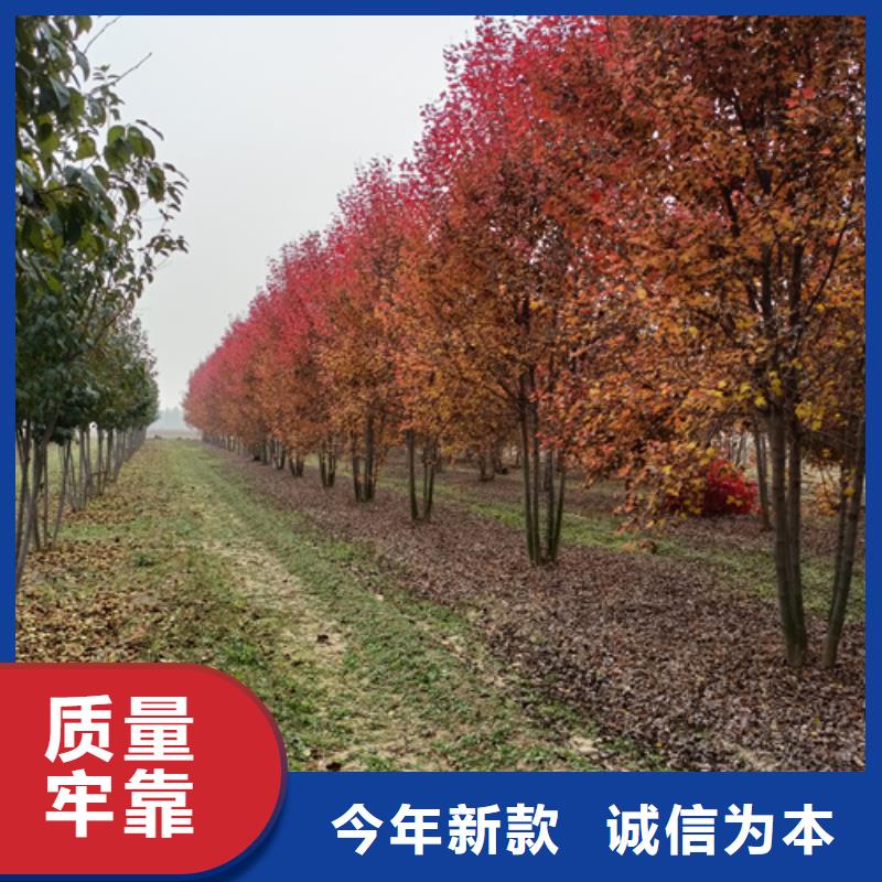 法桐行情放心選擇綠化喬木