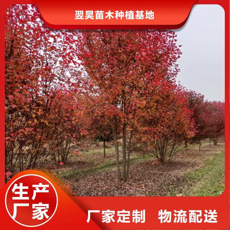 法桐小苗承諾守信綠化苗木