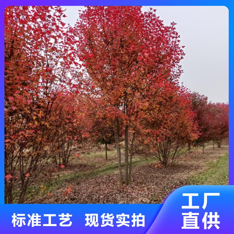 法桐量大從優苗木基地