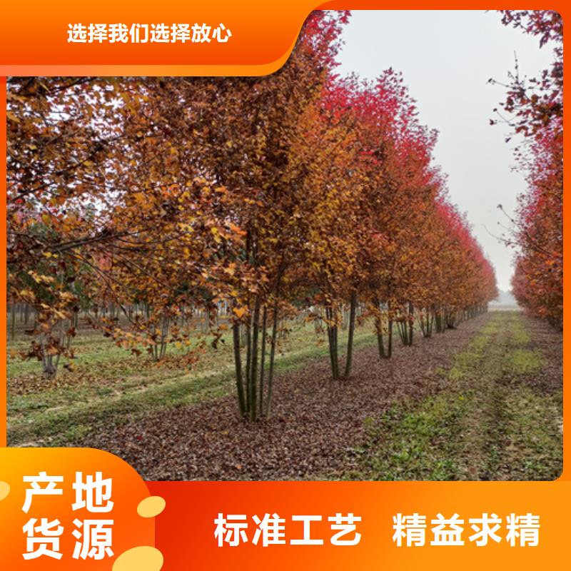 法桐價格種植基地綠化喬木