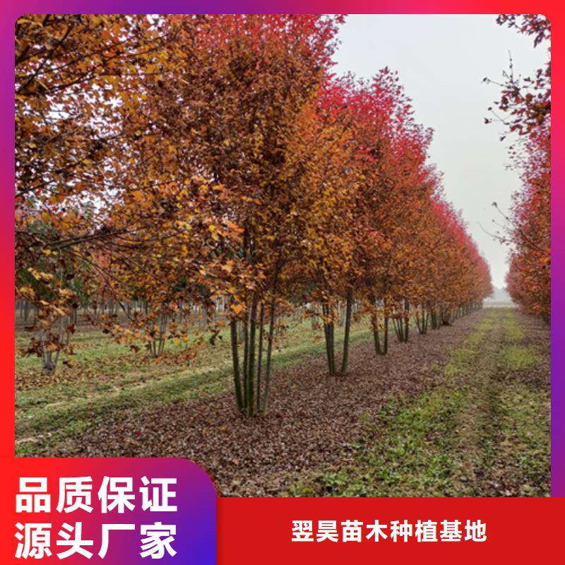 法桐小苗廠家、定制法桐小苗