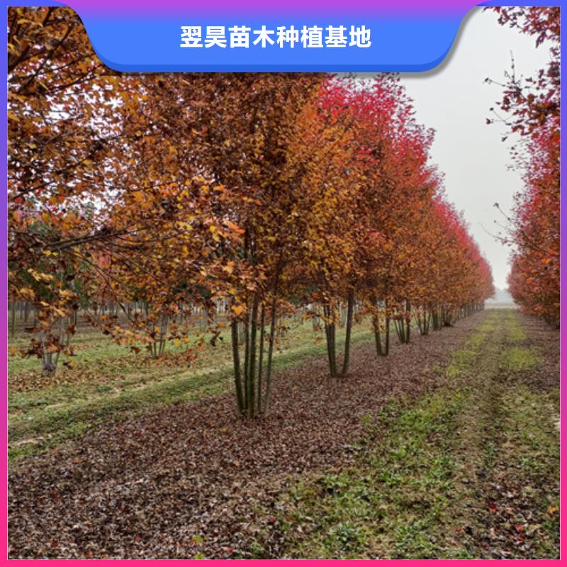質量合格的速生法桐生產廠家