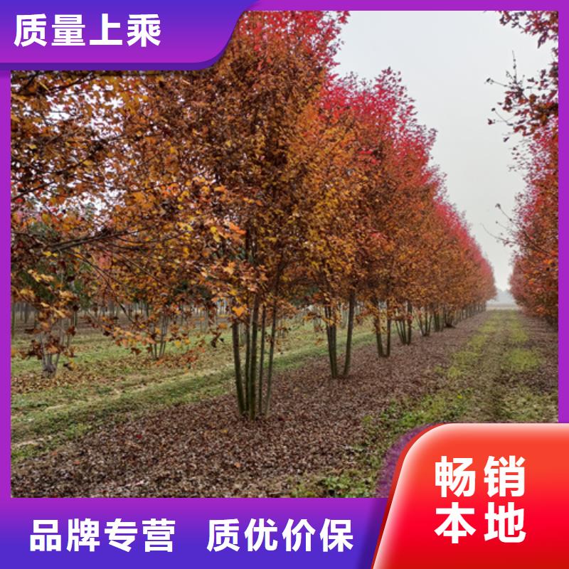 速生法桐質高價優