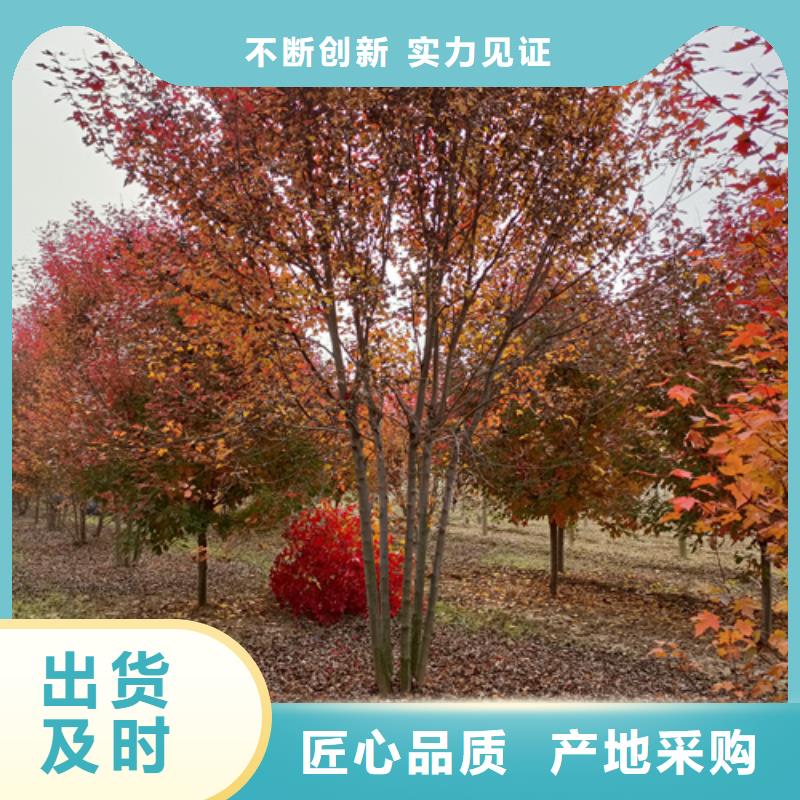 法桐白蠟老客戶鐘愛