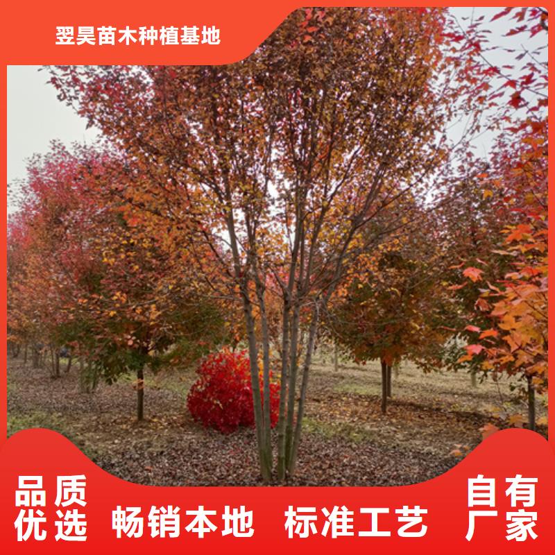 法桐承諾守信綠化苗木