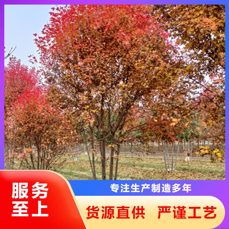 速生法桐質量保證綠化苗木