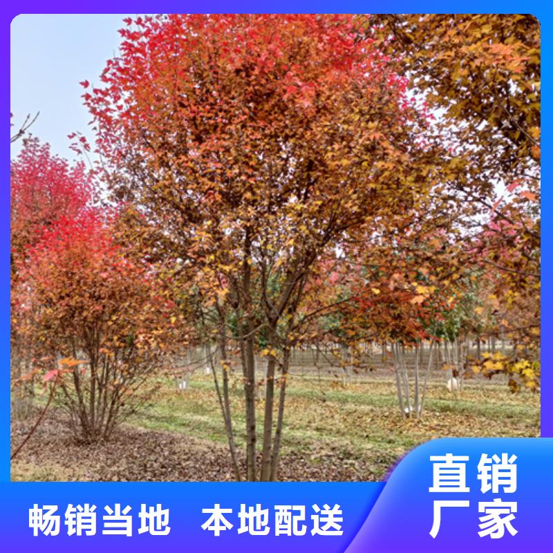 速生法桐種植基地綠化苗木