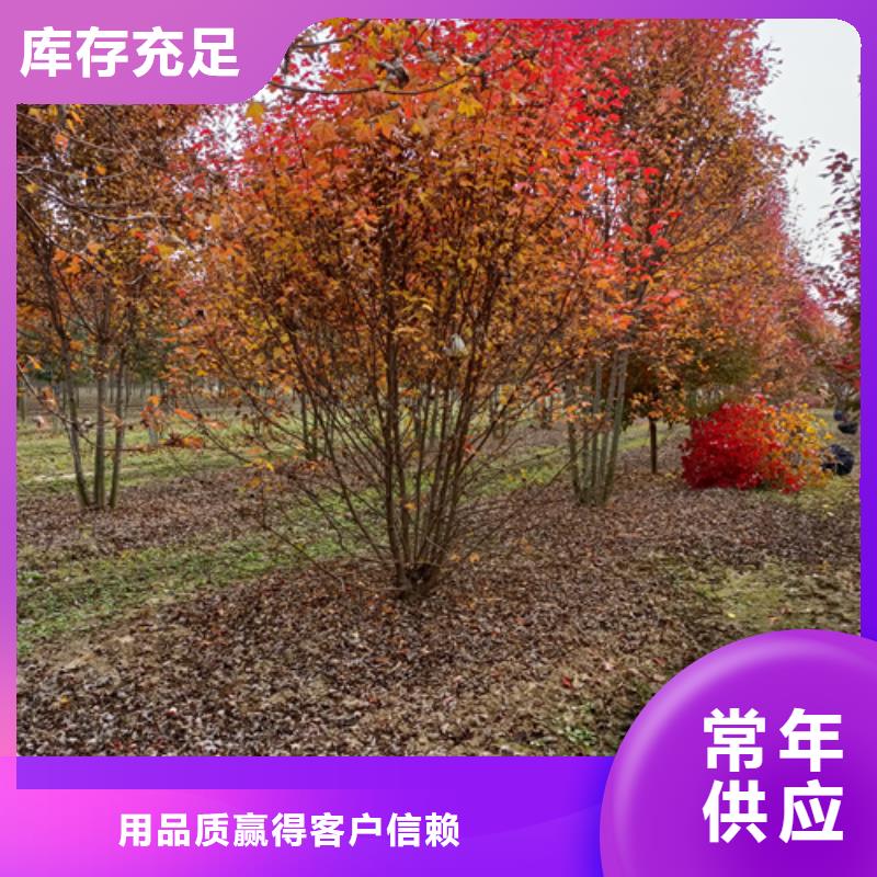 2025質優價廉#法桐制造商#來圖定制