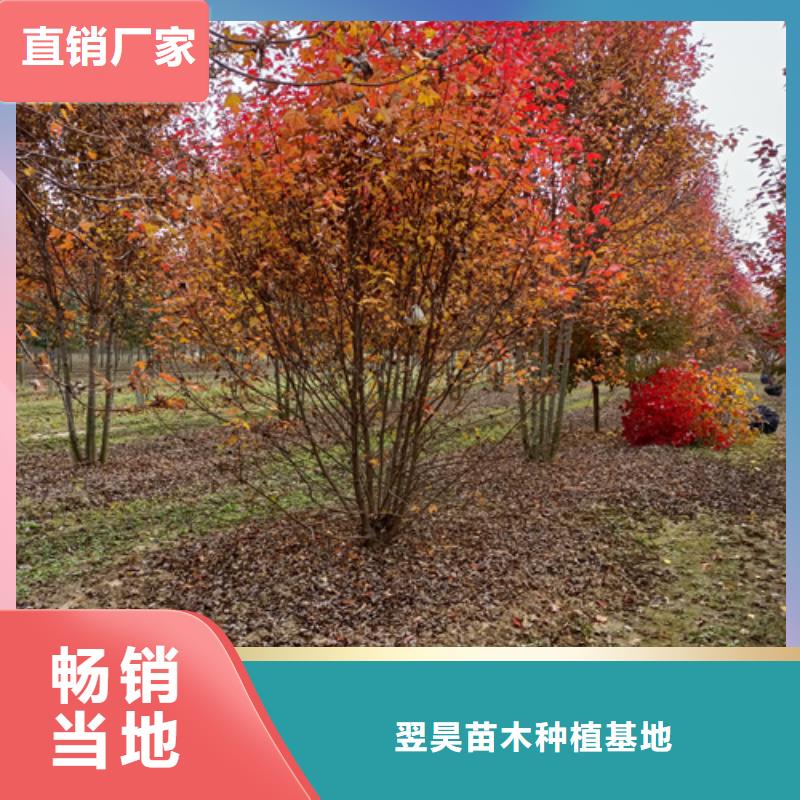 買法桐必看-圖文介紹