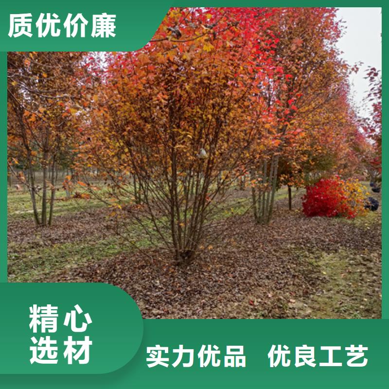法桐原生冠法桐自營(yíng)品質(zhì)有保障