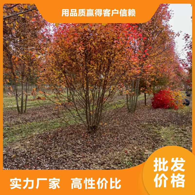 造型法桐優(yōu)選企業(yè)