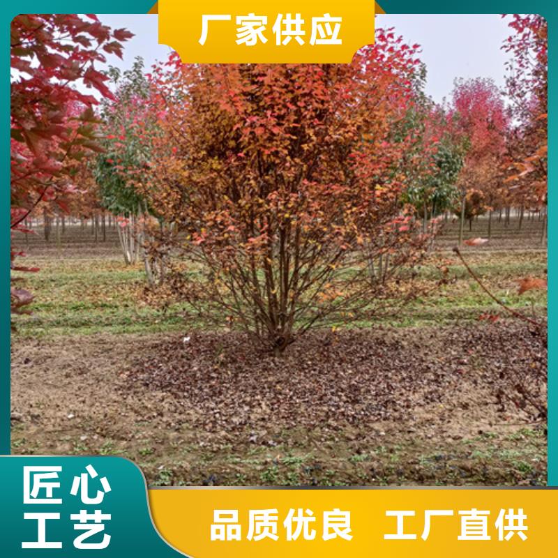 造型法桐選擇我們明智