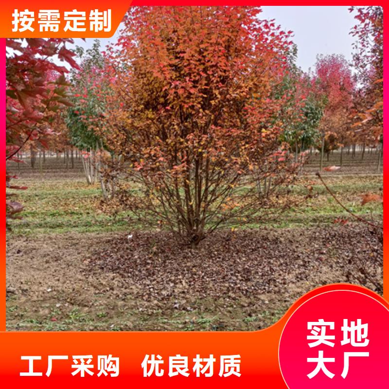造型法桐放心選擇綠化苗木