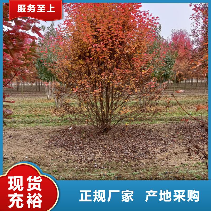 法桐、法桐廠家直銷-價格實惠