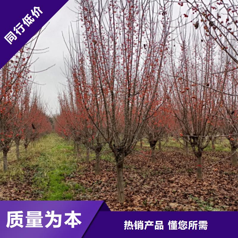 造型法桐按需定制