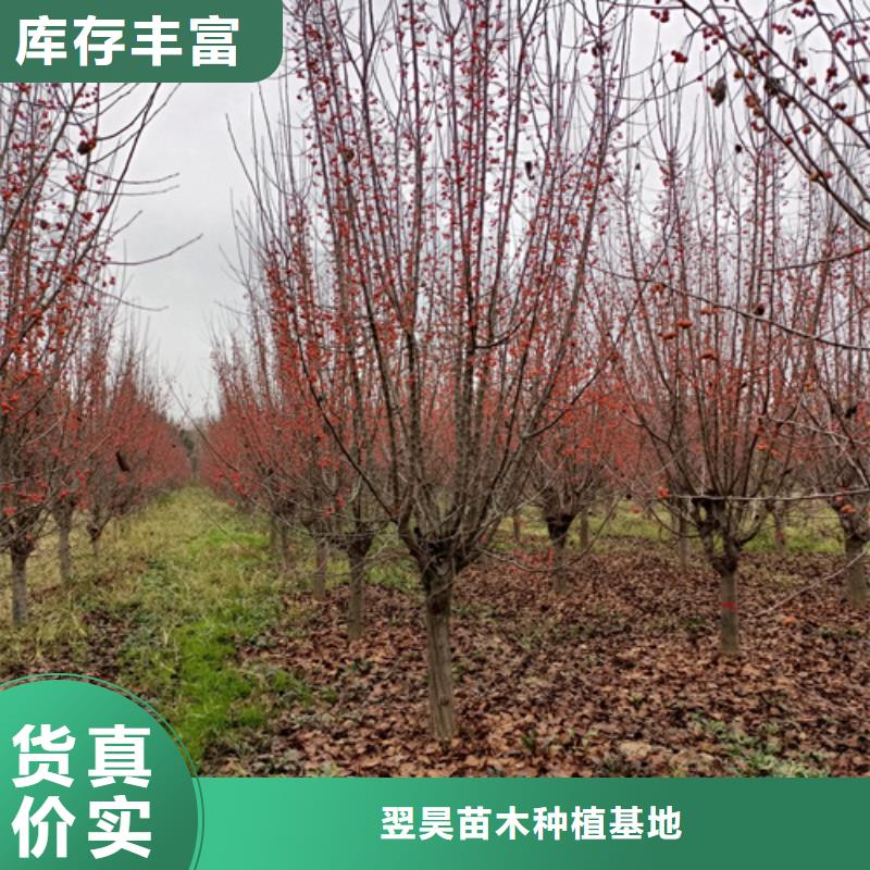 定安縣法桐小苗放心購(gòu)買綠化喬木