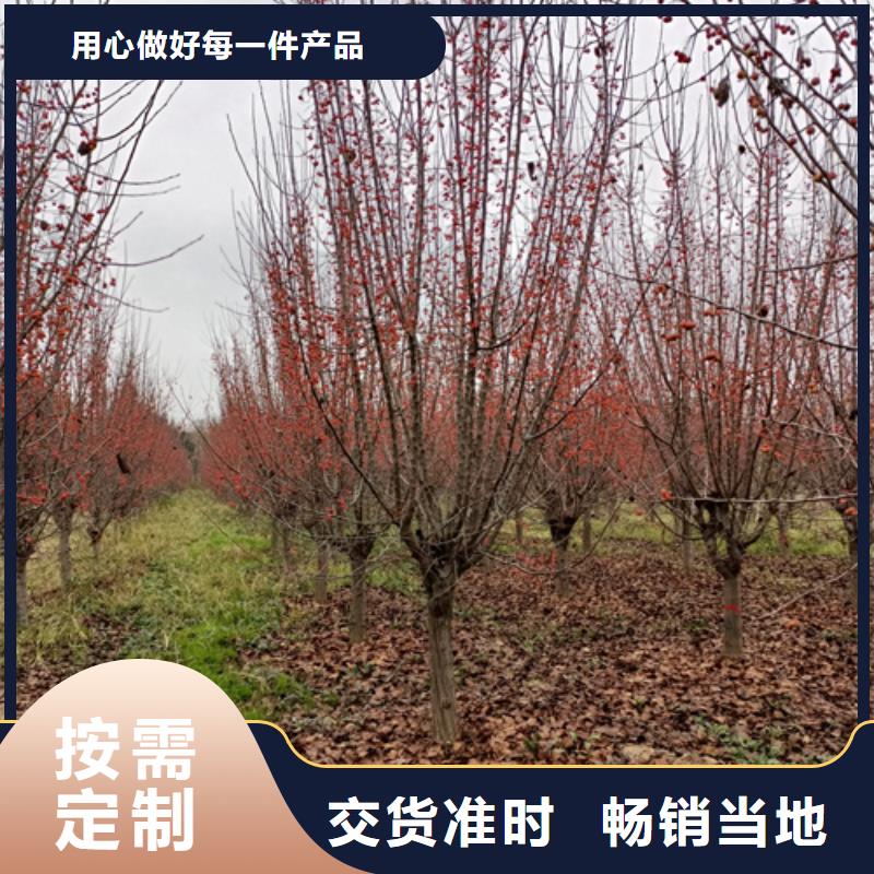 法桐價格誠信企業(yè)綠化苗木