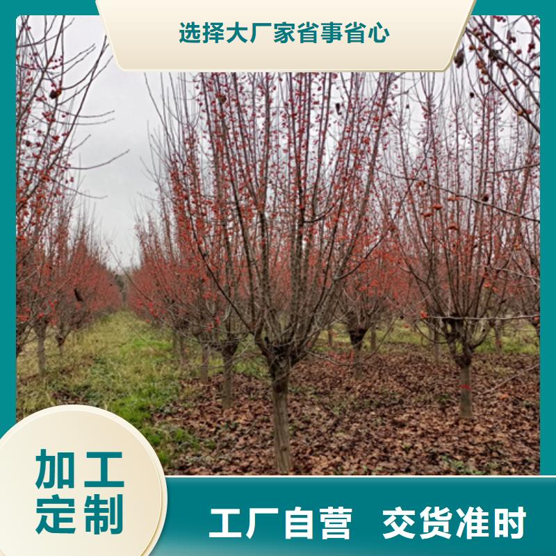 法桐小苗放心選擇綠化苗木