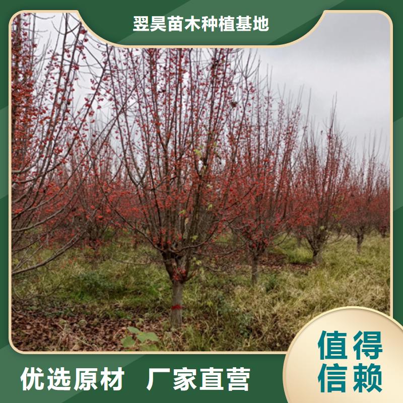 法桐國槐細節之處更加用心