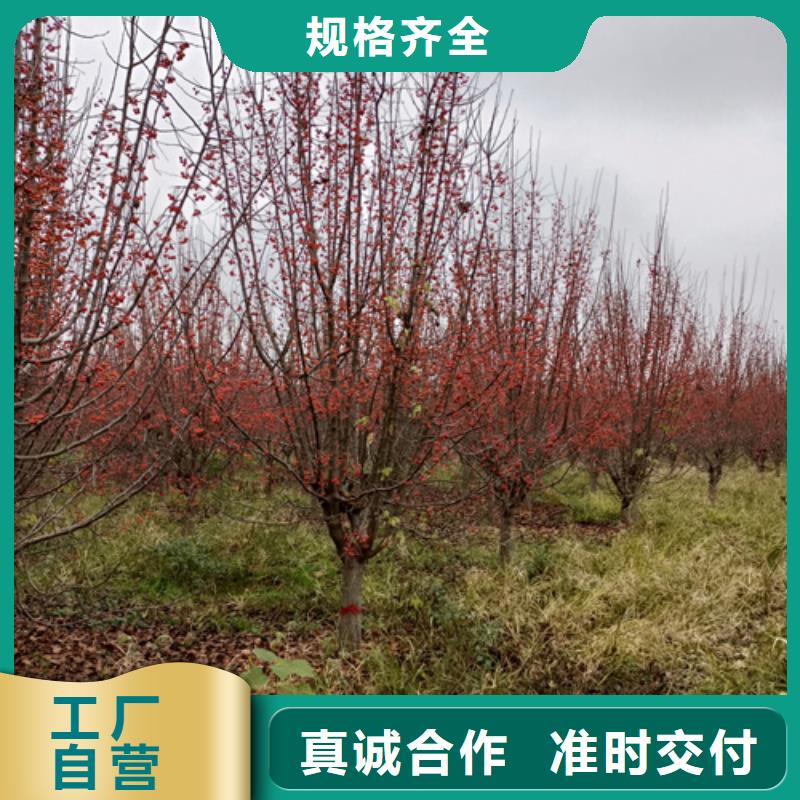 法桐金葉槐24小時下單發貨