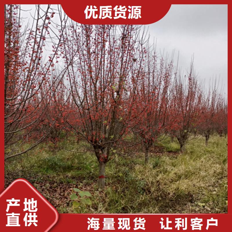 造型法桐放心購買綠化喬木