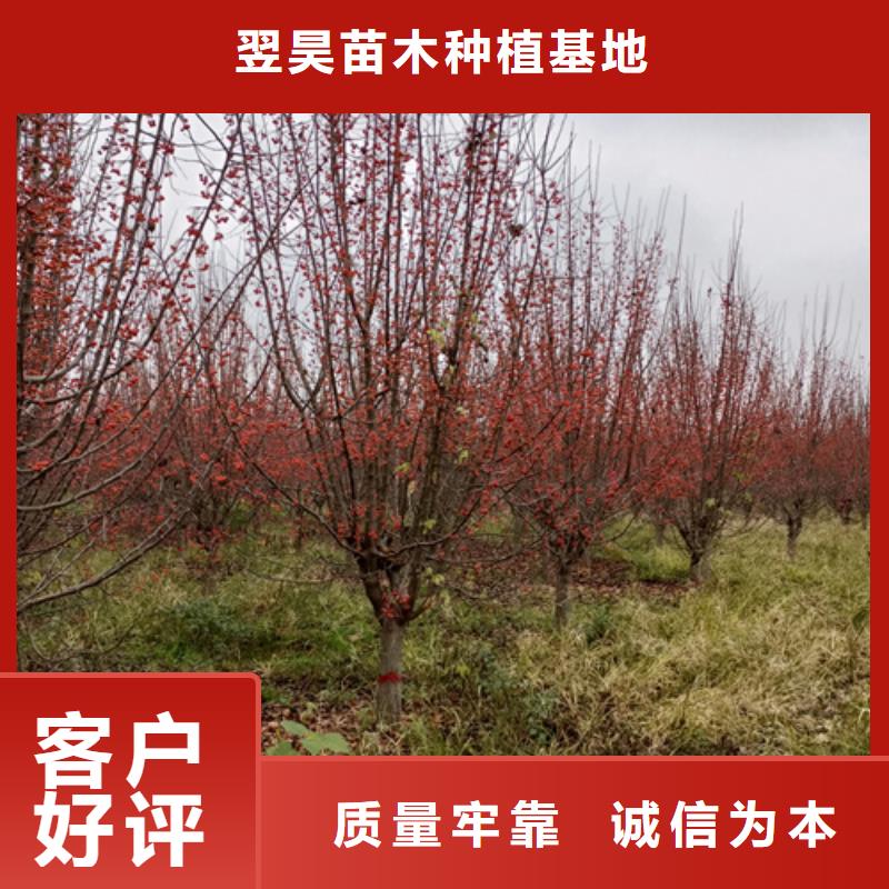 法桐小苗施工方案