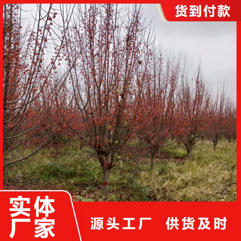 法桐市場批發(fā)價