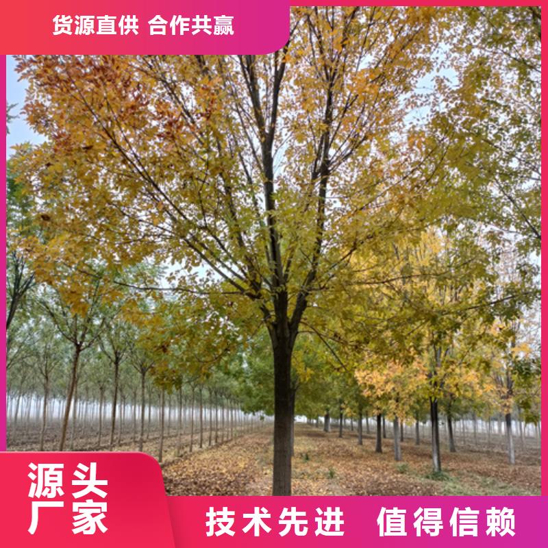 速生法桐一手貨源