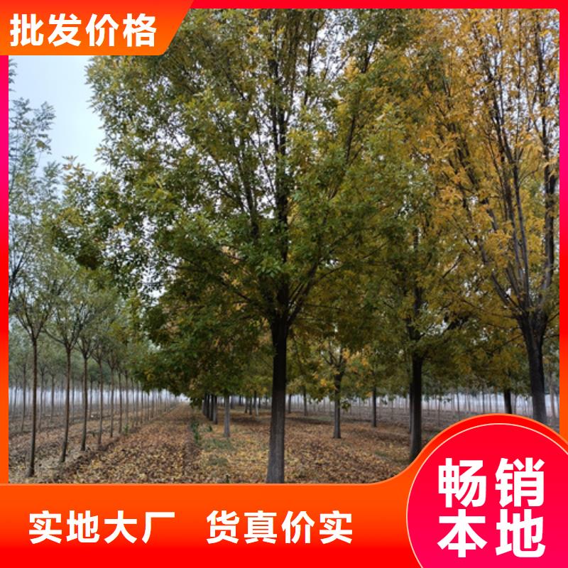 法桐供應商求