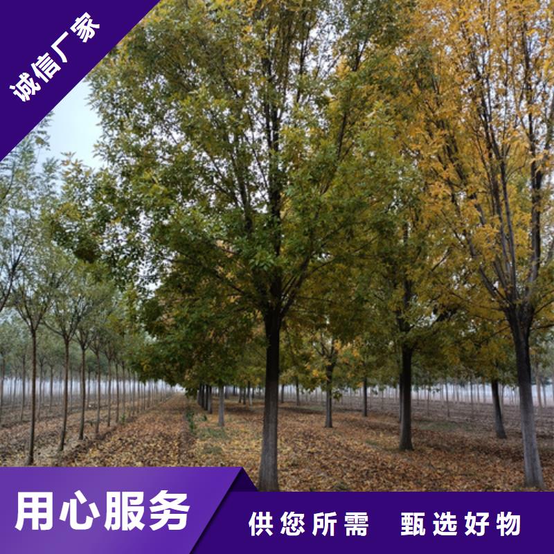 法桐查看詳情