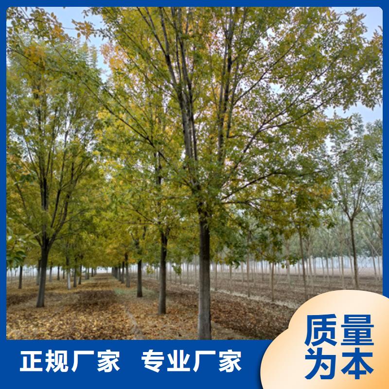 庫存充足的造型法桐公司