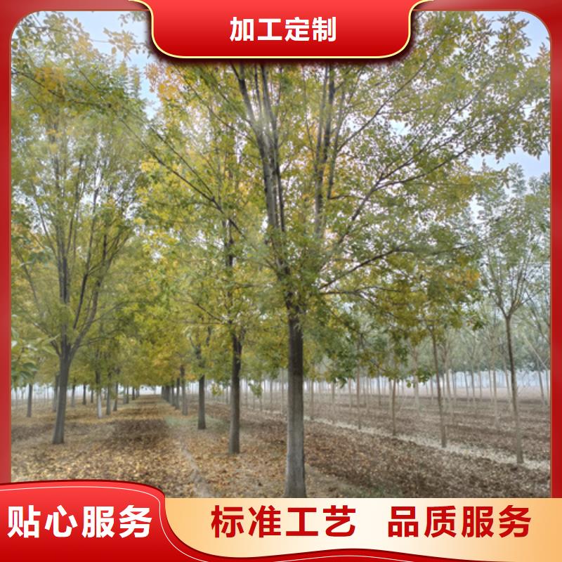 重信譽(yù)法桐廠家價(jià)格