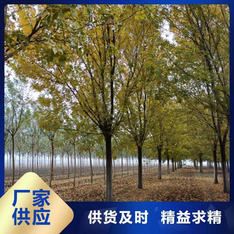 法桐小苗基地綠化苗木