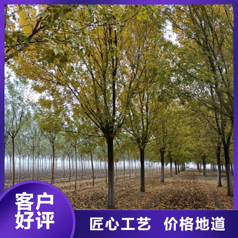 造型法桐-造型法桐廠家直發(fā)