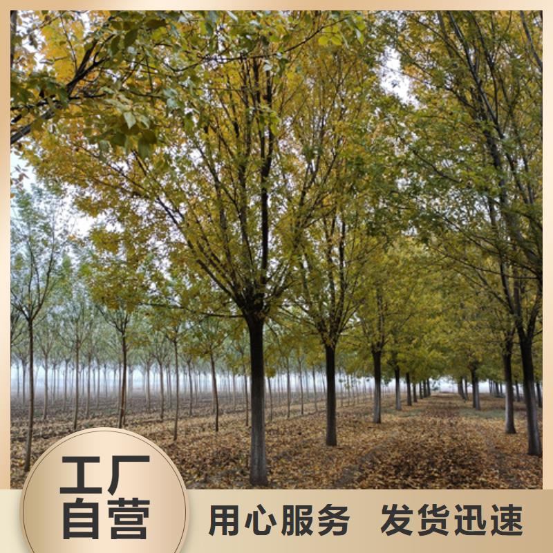 法桐行情廠家-合作共贏