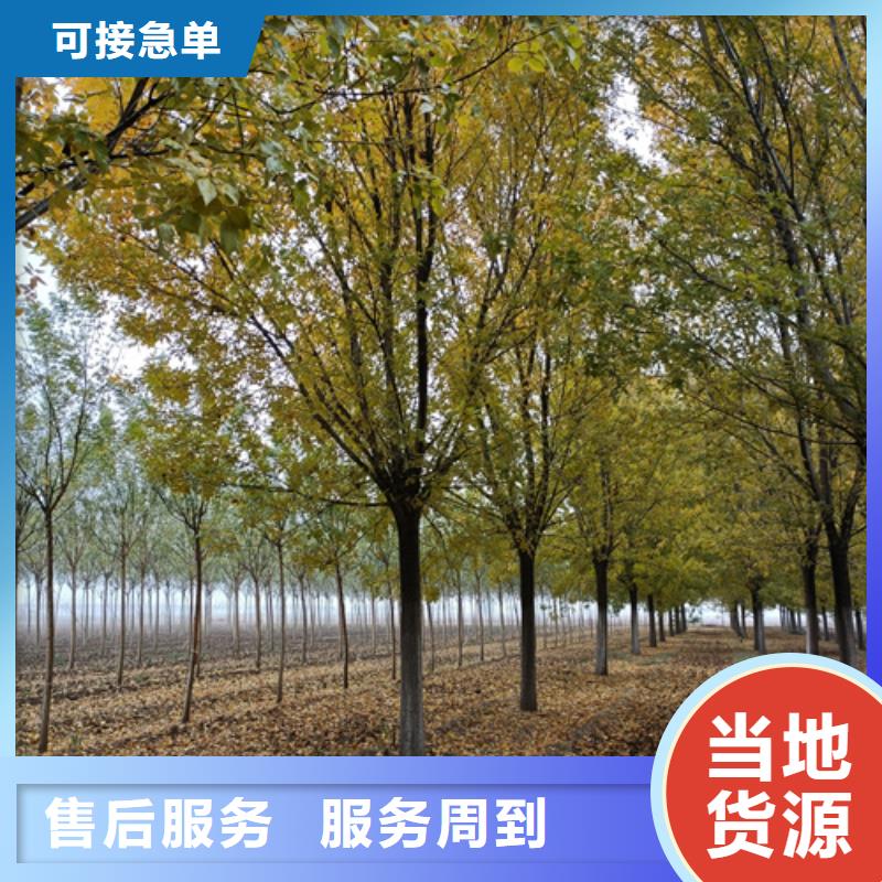 法桐樱花批发货源