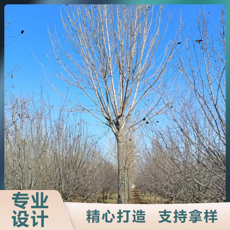 法桐,金葉槐滿足客戶需求