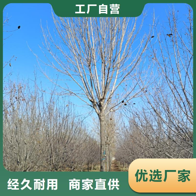 法桐生產技術精湛