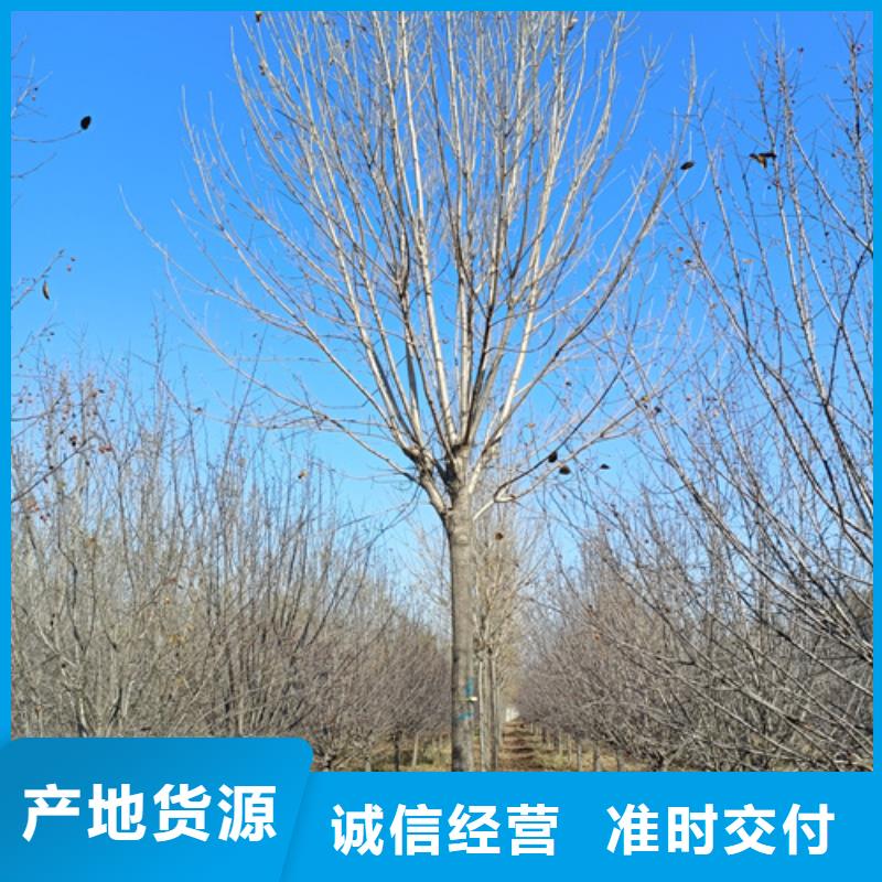 造型法桐廠家直銷-老顧客喜愛(ài)